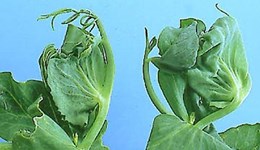 Damage caused by the flax tortrix moth on field crops